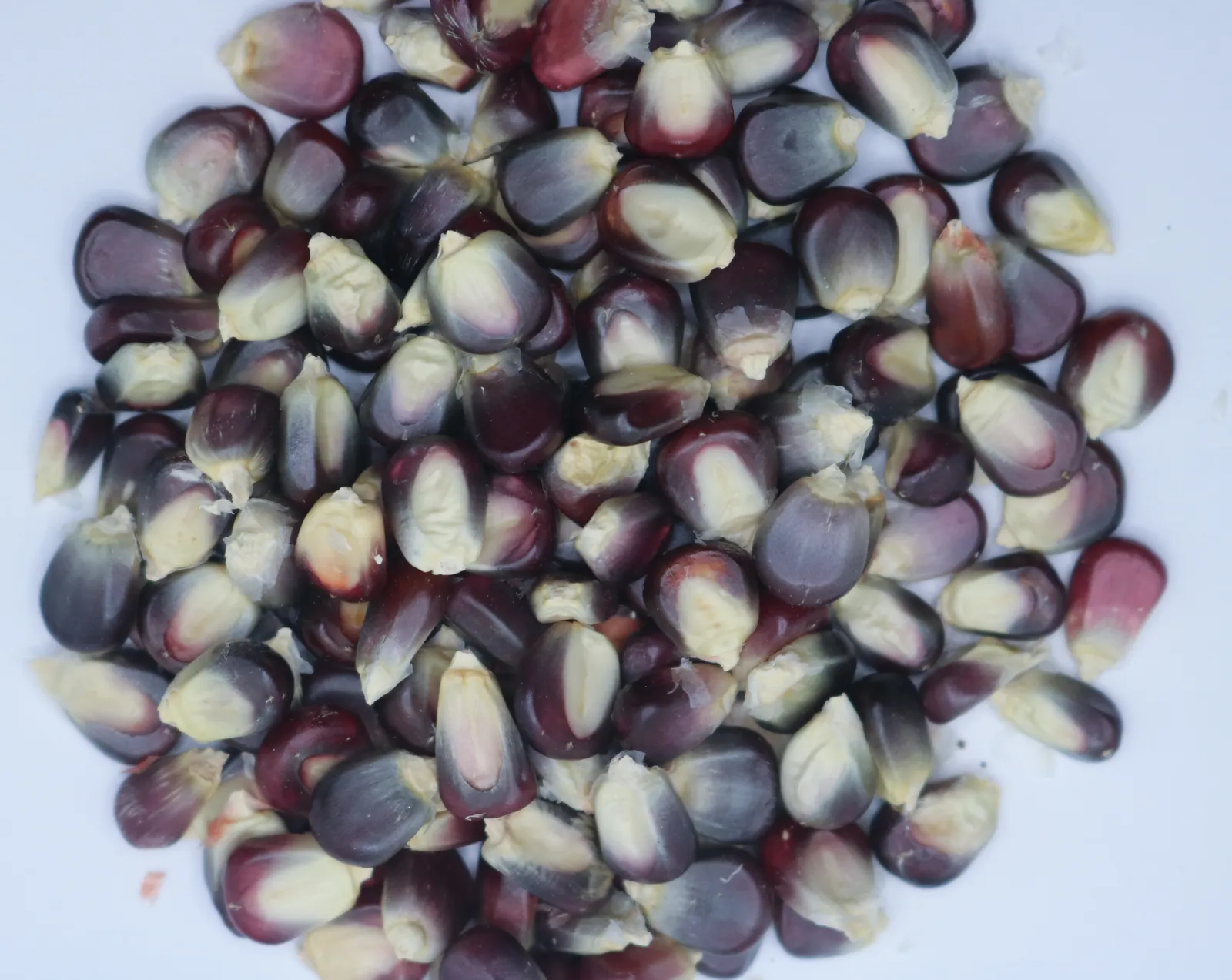 Maíz Naal t'el morado x100grs
