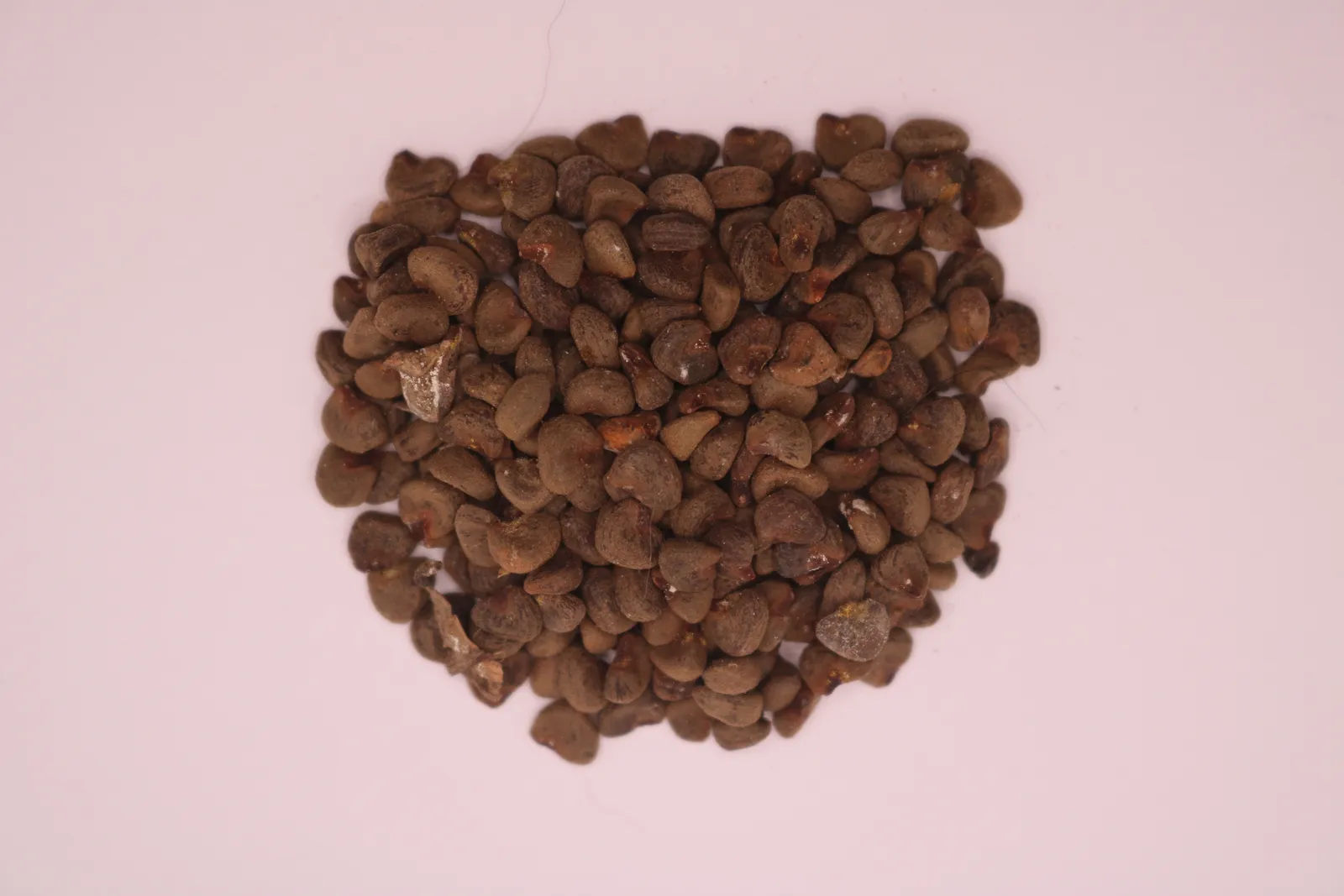 Semilla Jamaica x100grs